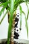 Funny homemade plasticine pandas hang on Dracaena