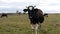 Funny horned bull on the pasture looks at the camera and licks his tongue