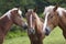 Funny horse conference in sunny meadow. Close shot of three chestnut horses with white stripes and long mane heads close together