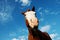 Funny horse face close up with blue sky background