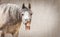 Funny horse face with Open mouthed looking in camera at gray background