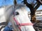 Funny horse face in pink halter close-up