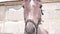 Funny horse face portrait looking out from behind the fence. Close-up face of a brown thoroughbred mare. Domestic hoofed animal. C