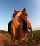 Funny horse by fisheye lens and blue sky