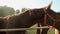 Funny horse smelling camera, happy people petting beautiful animals in the zoo