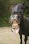 Funny horse smile and making faces frontal in camera Stick out tongue