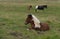 Funny horses in the fields of Iceland