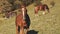 Funny horses at mountain aerial. Nature landscape. Farm animal at cottage. Rural green grass pasture