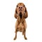 Funny hungarian vizsla with huge nose in white studio