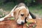 Funny hungry beagle dog emotionally looks at a burger