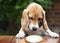 Funny hungry beagle dog looks into an empty plate