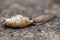 Funny hungry gourmand snail slug eating cep mushroom macro close up