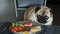 Funny hungry pug dog steals sausages from the table, sitting on a chair on the kitchen