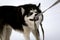 Funny husky dog caught its leash