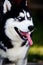 Funny husky dog with his tongue hanging out