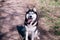 A funny husky dog laughs and shows his tongue, a cunning beautiful dog, a satisfied friend Malamute is sitting on the ground on