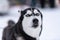 Funny Husky dog portrait, winter snowy background. Kind obedient pet on walking before sled dog training. Beautiful blue eyes