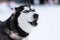 Funny Husky dog portrait, winter snowy background. Kind obedient pet on walking before sled dog training. Beautiful blue eyes