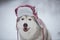 Funny husky dog is in red warm hat. Close-up portrait of happy dog breed siberian husky is on the snow in winter forest