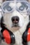 Funny husky dog worker in builder glasses and headphone to ear protection close up.