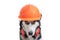 Funny husky dog worker in builder helmet and headphone to ear protection close up.