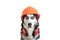 Funny husky dog worker in builder helmet and headphone to ear protection close up.