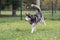 Funny husky dog â€‹â€‹running on the grass