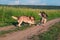Funny husky dogs play with plastic bottle on dirt road against green field. Siberian husky jumping, and running on the walk