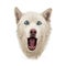 Funny husky face with big surprised eyes, isolated