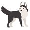 Funny husky icon cartoon vector. Siberian dog