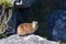 A funny hyrax is sitting on a stone at the Table Mountain in Cape Town in South Africa