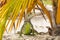 Funny iguana under palm leaf on beach
