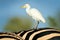 Funny image from African nature, heron sitting on the zebra back. Wildlife scene from nature, Kruger NP, South Africa. Cattle egre