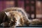 Funny image of lazy cat in library. Humorous portrait of scientific cat against bookshelves background