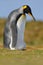 Funny image from nature, penguin in the grass. King penguin, Aptenodytes patagonicus sitting in grass with blue sky, Falkland Isla