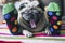 Funny image of real family life at home with best friends woman and pug sleeping toeghter, colorful socks and the dog in the