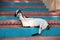 Funny indian goat resting on the steps leading to the holy river Ganges