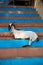 Funny indian goat resting on the steps leading to the holy river Ganges