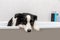 Funny indoor portrait of puppy dog border collie sitting in bath gets bubble bath showering with shampoo. Cute little