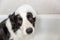 Funny indoor portrait of puppy dog border collie sitting in bath gets bubble bath showering with shampoo. Cute little dog wet in