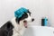 Funny indoor portrait of puppy dog border collie sitting in bath gets bubble bath wearing shower cap. Cute little dog in