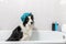 Funny indoor portrait of puppy dog border collie sitting in bath gets bubble bath wearing shower cap. Cute little dog in bathtub