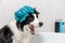 Funny indoor portrait of puppy dog border collie sitting in bath gets bubble bath wearing shower cap. Cute little dog in bathtub