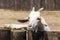 A funny interested white goat peeks out from behind a wooden fence. The concept of farming and animal husbandry