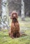 Funny Irish Setter