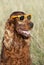 Funny Irish Setter dog