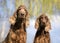 Funny Irish Setter dogs