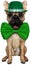 Funny Irish St. Patrick Dog Isolated