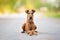 funny irish terrier dog lying down with paws crossed