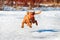 Funny Irish Terrier grabs the ball on the fly in winter